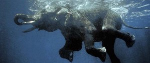 Плавающие слоны — фотограф Оливьер Блейс