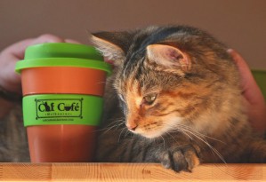 В Австралии появилось кото-кафе