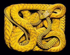 Красота ядовитых змей