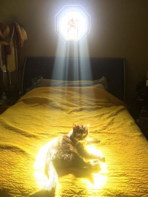 Почему кошки обожают солнце