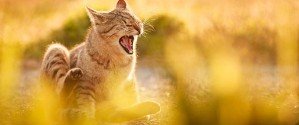Весенние коты на фотографиях Сейджи Мумия