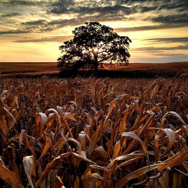 An iPhone Photo Journal documenting A Year in the Life of That Tree