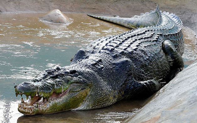 Big-Beasts-Crocodi_2663561k