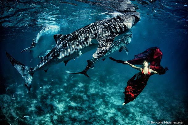 Shawn-Heinrichs-photography-underwater-10