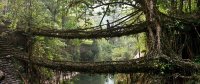 Потрясающие мосты из корней в Индии