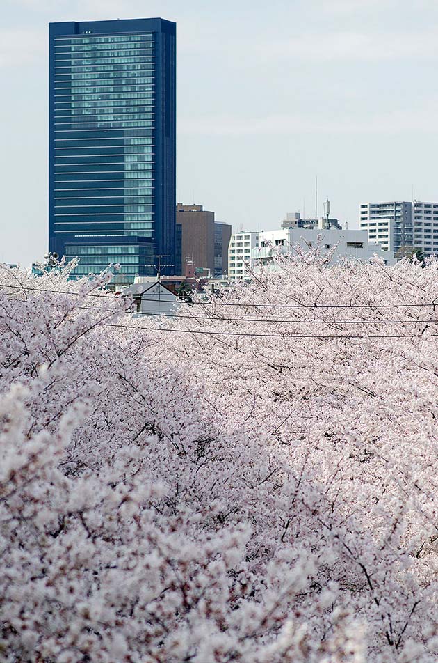 cherry-blossom-sakura-27