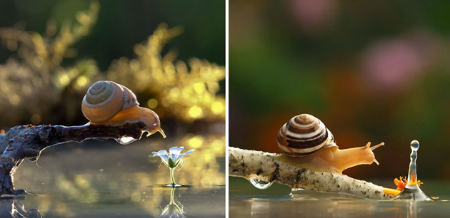 macro-photography-snails-vyacheslav-mishchenko-12