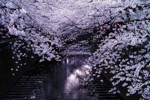 cherry-blossom-sakura-1