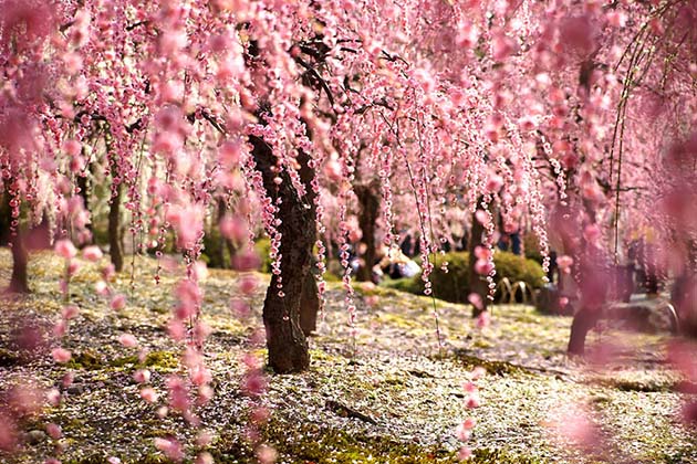 cherry-blossom-sakura-16