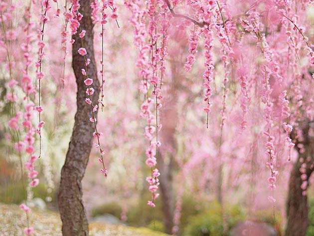 cherry-blossom-sakura-4