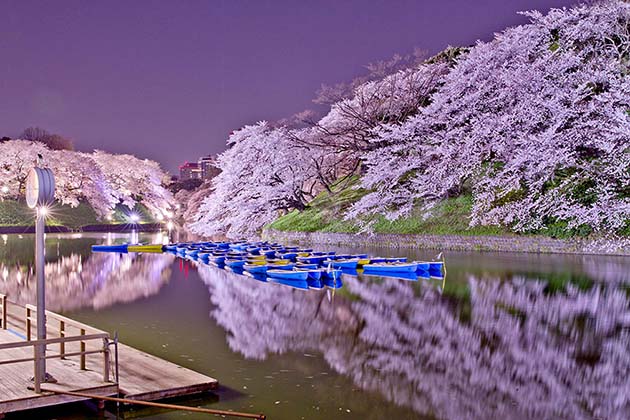 cherry-blossom-sakura-5