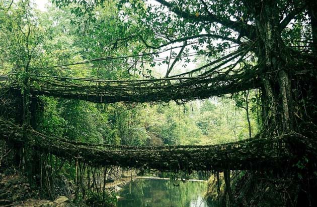 Мосты из корней в Индии