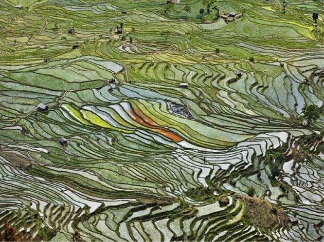Rice terraces in western Yunnan province, China, 2012