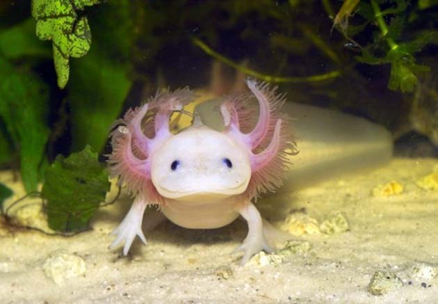 axolotl-spiegel.de--640x444