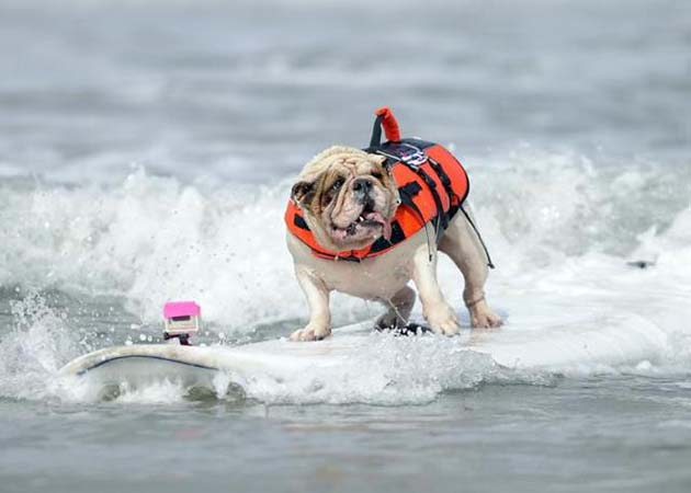Betsy, a seven-year-old English Bulldog, rides a wave during the surfing competition of the Purina Incredible Dog Challenge in San Diego