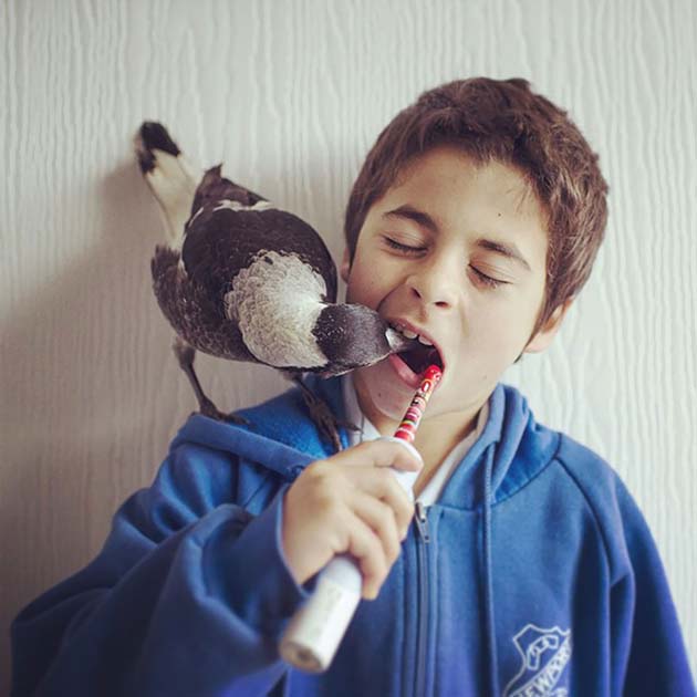 Пингвин любит зубную пасту и принимает активное участие в чистке зубов
