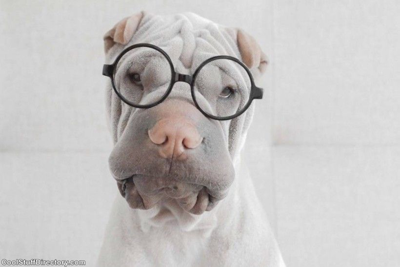 New Instagram Star Shar Pei Dog Paddington (9)