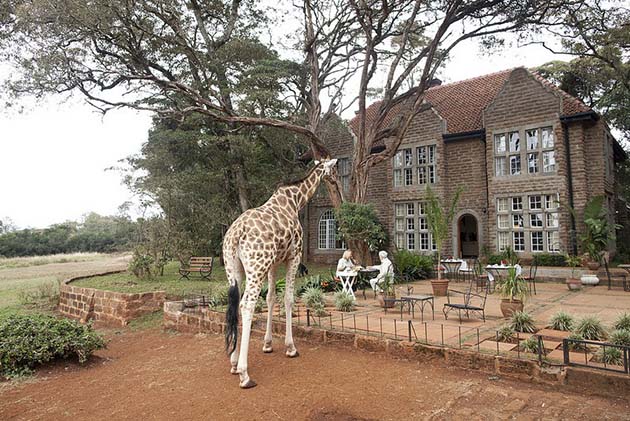 giraffe-manor-hotel-nairobi-kenya-africa-safari-12