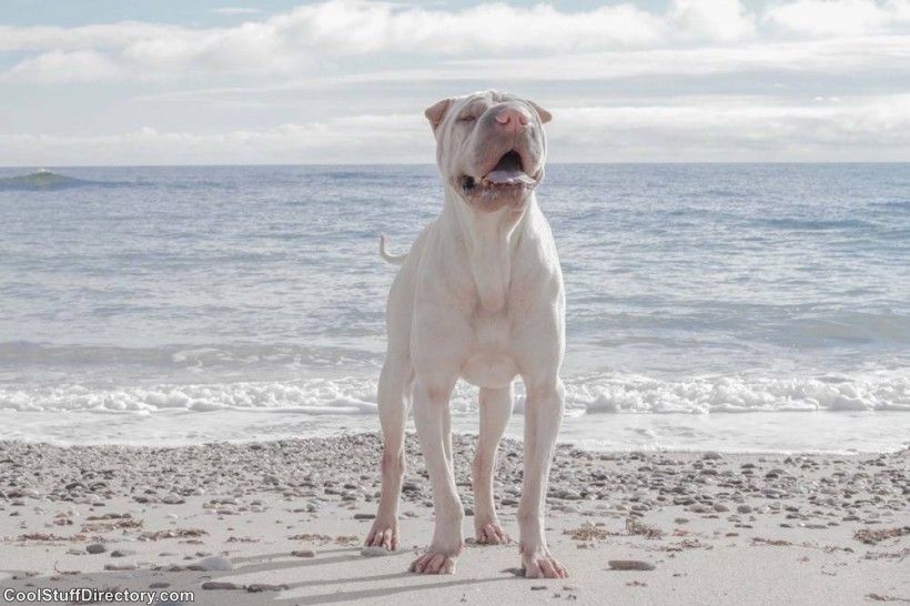 New Instagram Star Shar Pei Dog Paddington (10)