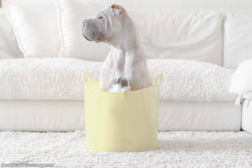 New Instagram Star Shar Pei Dog Paddington (12)