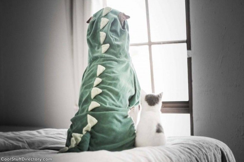 New Instagram Star Shar Pei Dog Paddington (14)