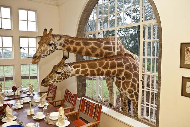 giraffe-manor-hotel-nairobi-kenya-africa-safari-9
