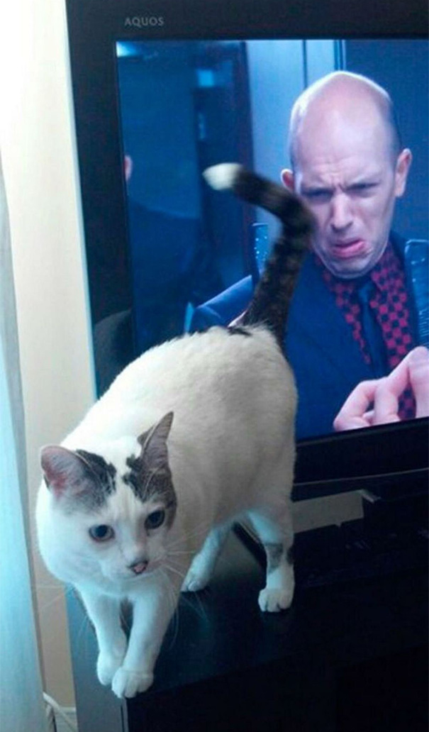 funny-perfectly-timed-cat-photo-21__605