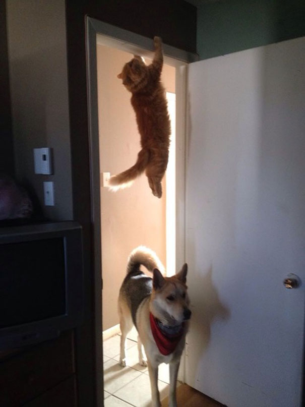 perfectly-timed-cat-photos-100__605