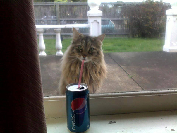 funny-perfectly-timed-cat-photo-20__605