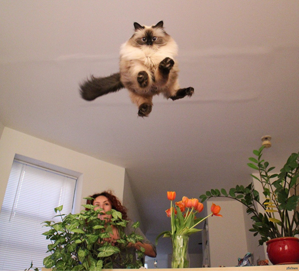 funny-perfectly-timed-cat-photo-55__605