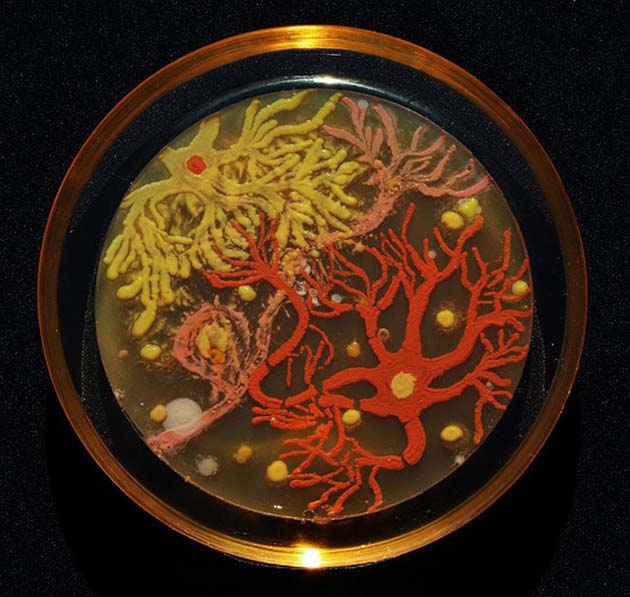 microbe-art-petri-dish-agar-contest-van-gogh-starry-night-american-society-microbiologists-44