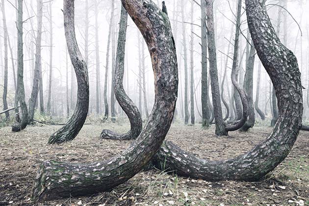 crooked-forest-krzywy-las-kilian-schonberger-poland-7